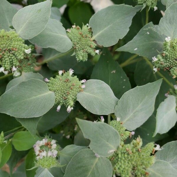 Pycnanthemum muticum Flower