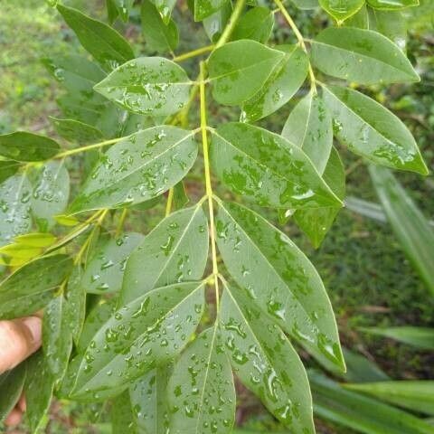 Gliricidia sepium Blatt