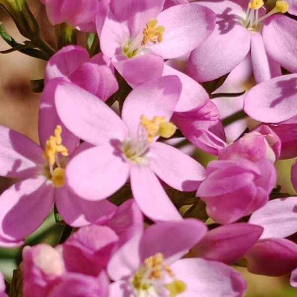 Centaurium erythraea Flor