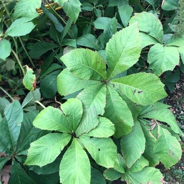 Rodgersia aesculifolia Folha