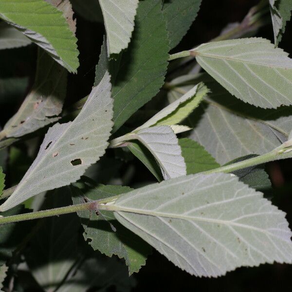 Sida rhombifolia Blatt