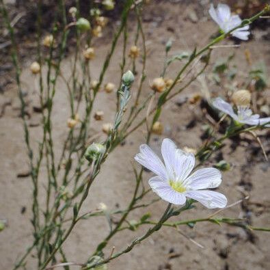 Linum lewisii Hábito