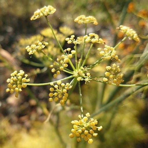 Foeniculum vulgare Blüte