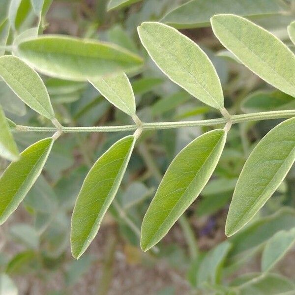 Glycyrrhiza glabra Leaf