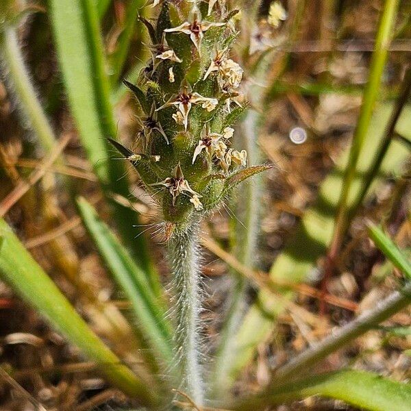 Plantago bellardii Fleur