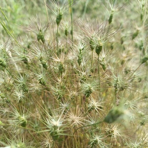 Aegilops geniculata Квітка