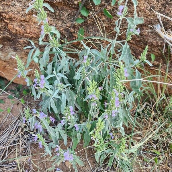 Hypoestes forskaolii 花