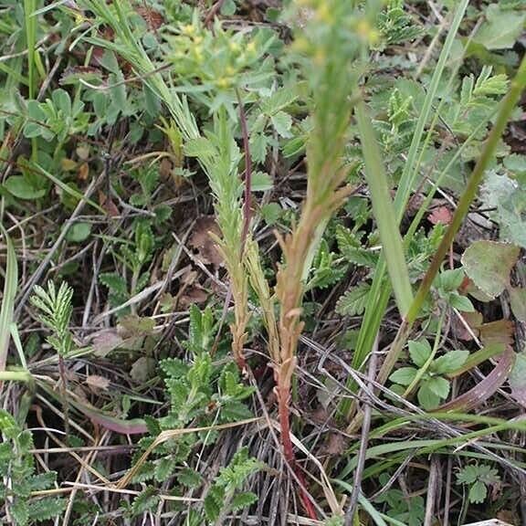 Euphorbia exigua عادت