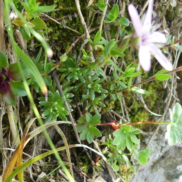 Arenaria purpurascens Frunză