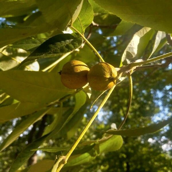 Carya glabra Fruto