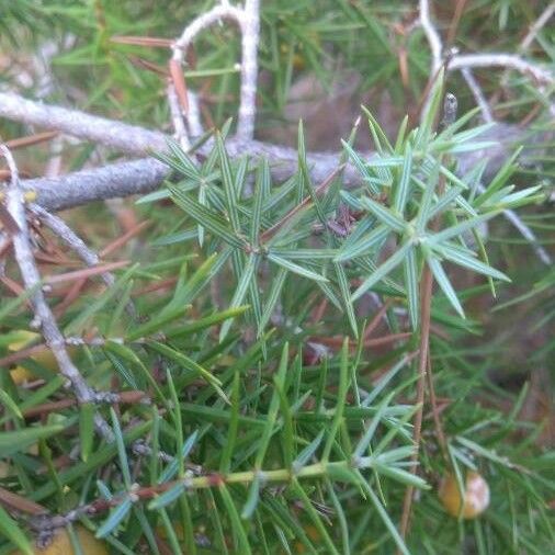 Juniperus oxycedrus Leaf