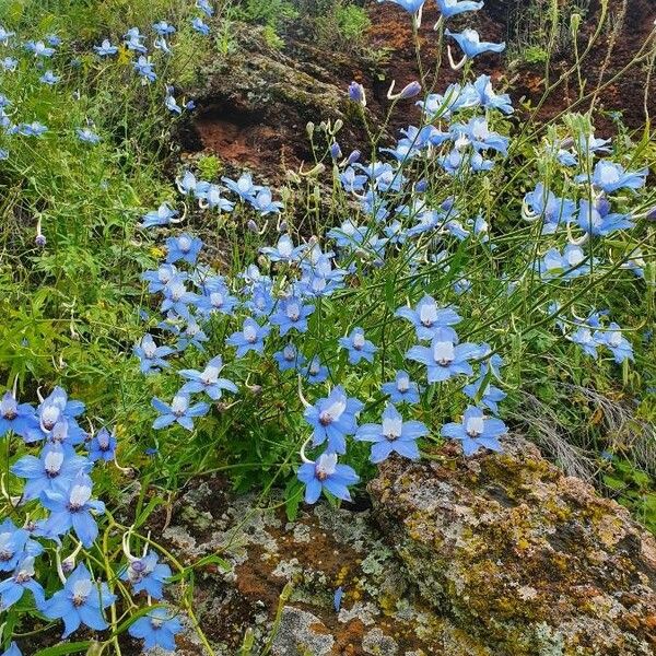 Delphinium leroyi Flower