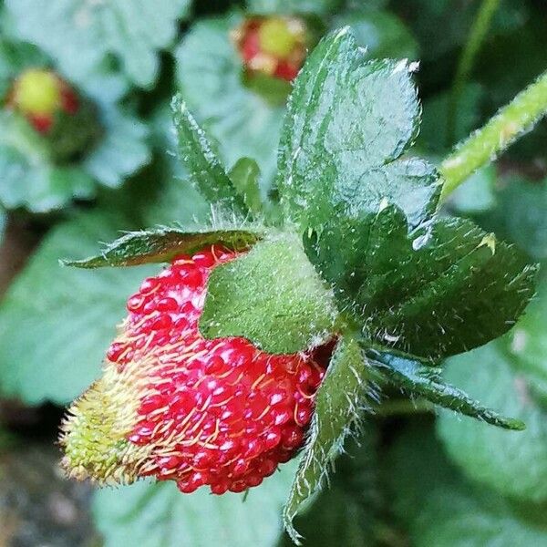 Potentilla indica Fruit