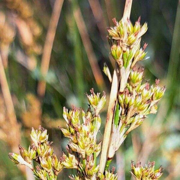 Juncus maritimus Flower