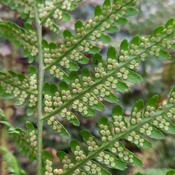 Dryopteris filix-mas Фрукт