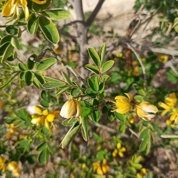 Senna bicapsularis Folha