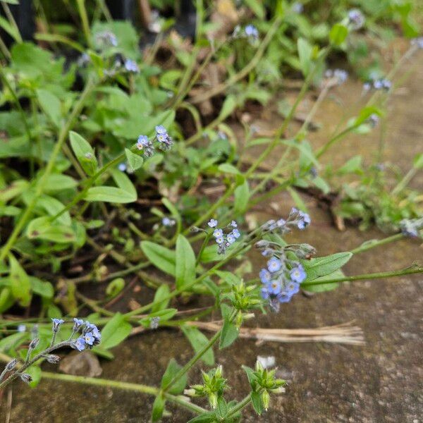 Myosotis arvensis Vivejo