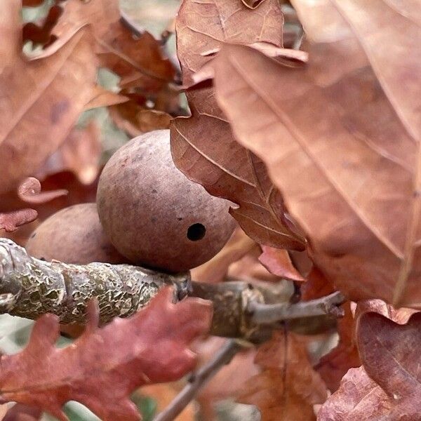 Quercus cerris 其他