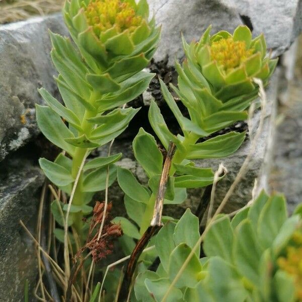 Rhodiola rosea Fuelha