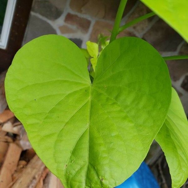 Ipomoea batatas Ліст