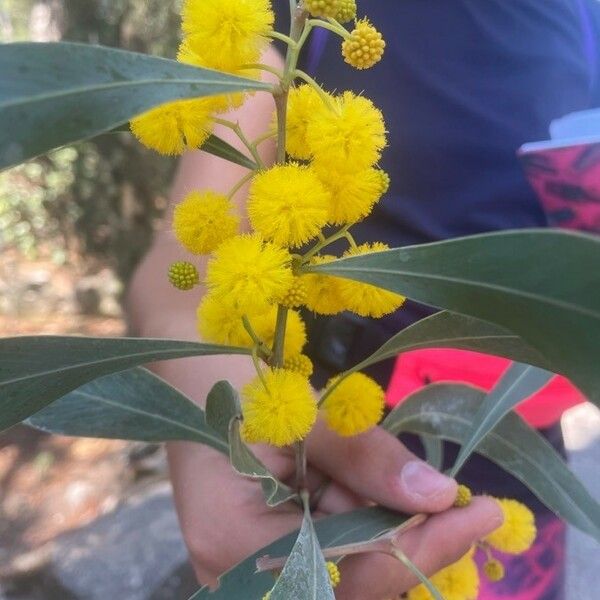 Acacia pycnantha Flor