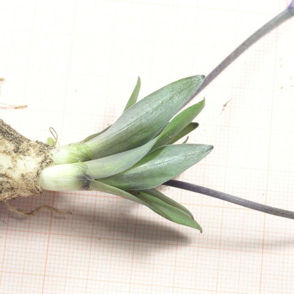 Hyacinthoides lingulata Cvet