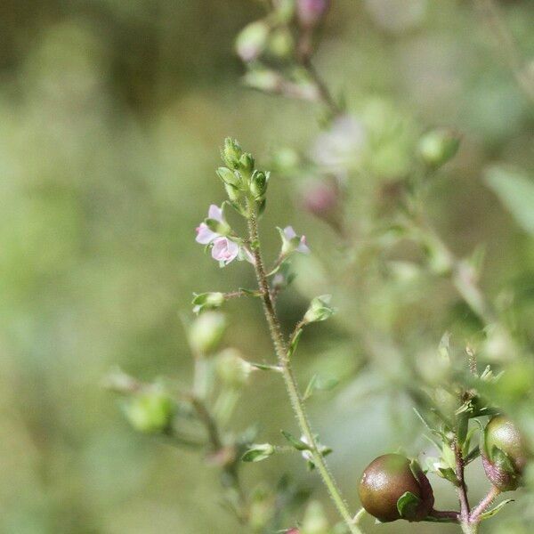 Veronica catenata Flower