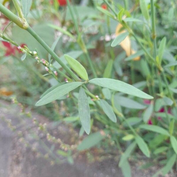 Polygonum bellardii 葉