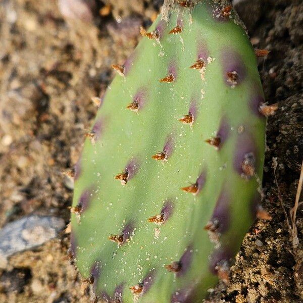 Opuntia humifusa ᱥᱟᱠᱟᱢ