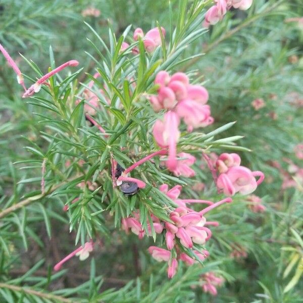 Grevillea rosmarinifolia 花