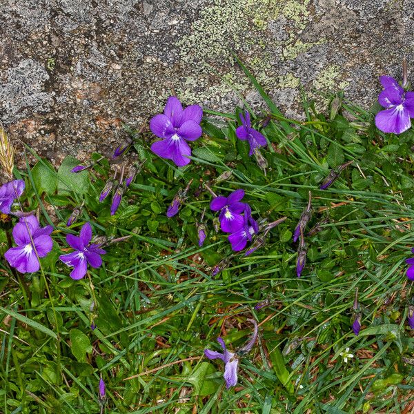 Viola corsica Blomst