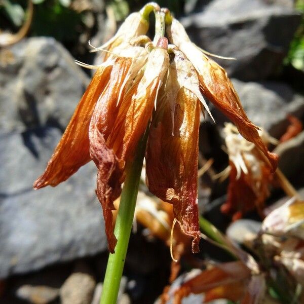 Trifolium alpinum Цветок