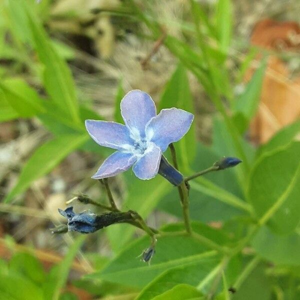 Amsonia tabernaemontana Blomma