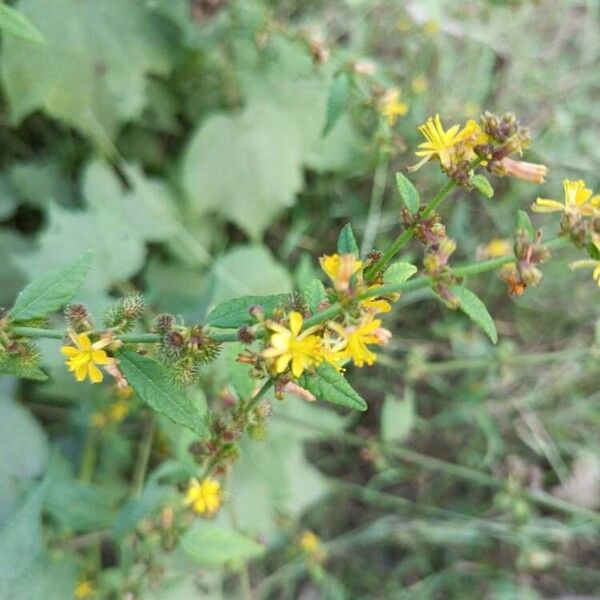 Triumfetta rhomboidea Fiore