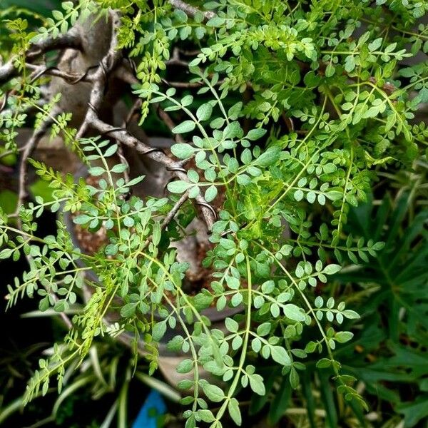 Bursera bipinnata Leht