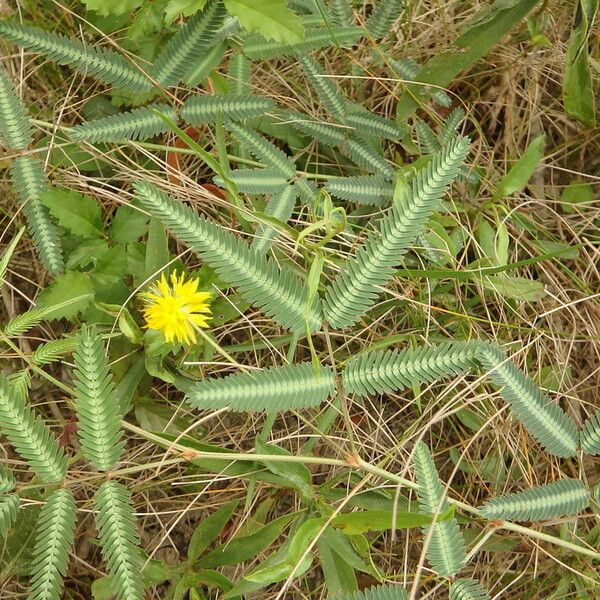 Neptunia pubescens Συνήθη χαρακτηριστικά