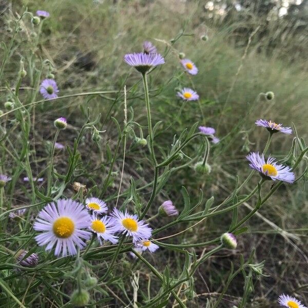 Erigeron glabellus 花