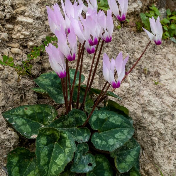 Cyclamen cyprium Flower