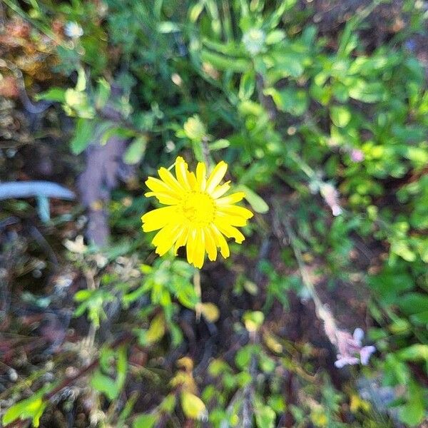 Coleostephus myconis Blomma