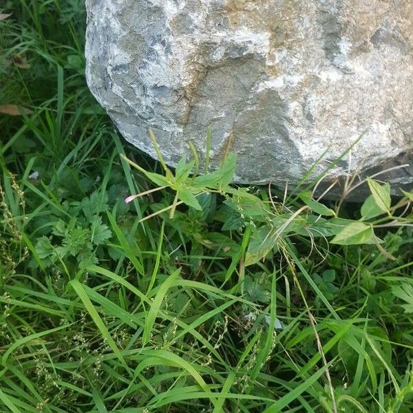 Epilobium roseum Elinympäristö