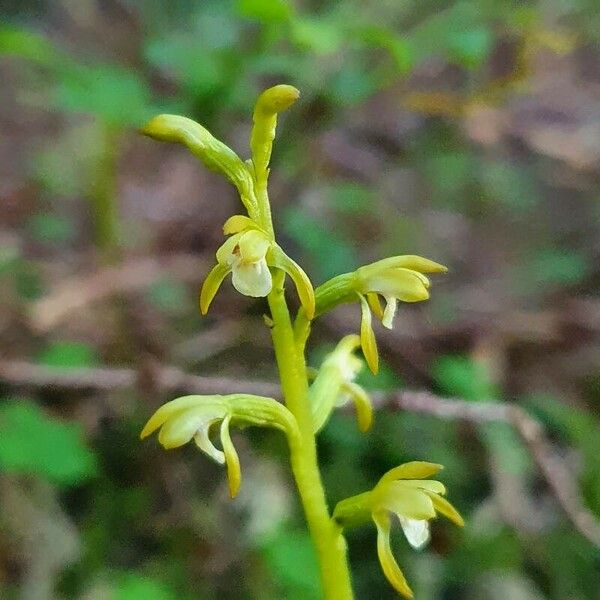 Corallorhiza trifida Kvet