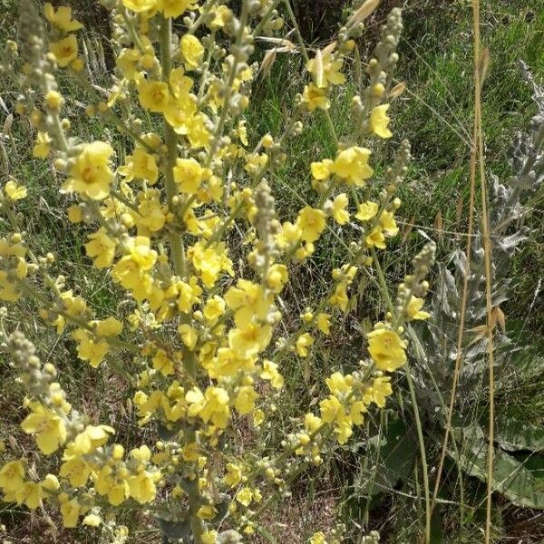 Verbascum pulverulentum Fleur