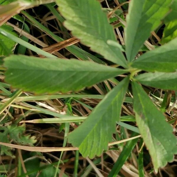 Potentilla anglica Fulla