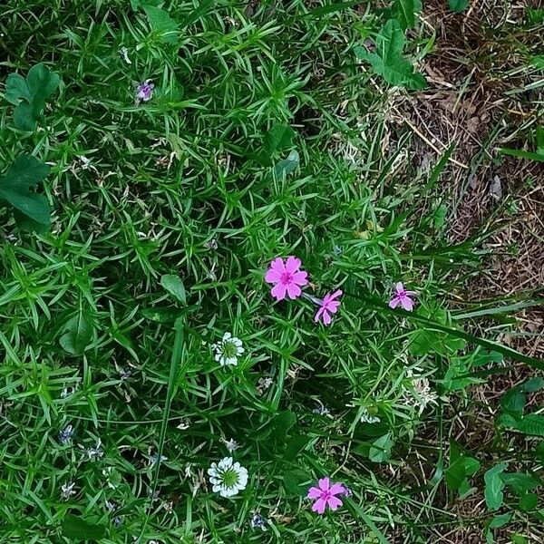 Phlox pilosa Kvet