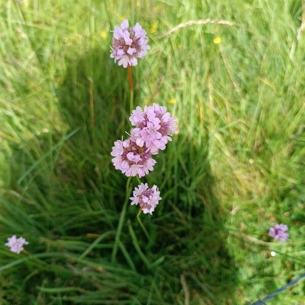 Armeria arenaria Квітка