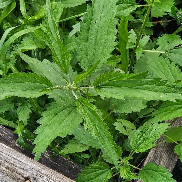 Urtica dioica Blad