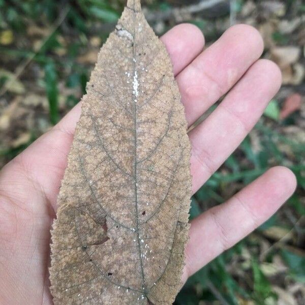 Guazuma ulmifolia برگ