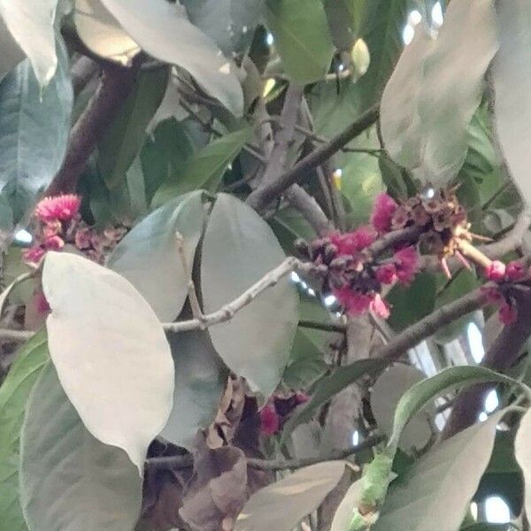 Syzygium malaccense Листок