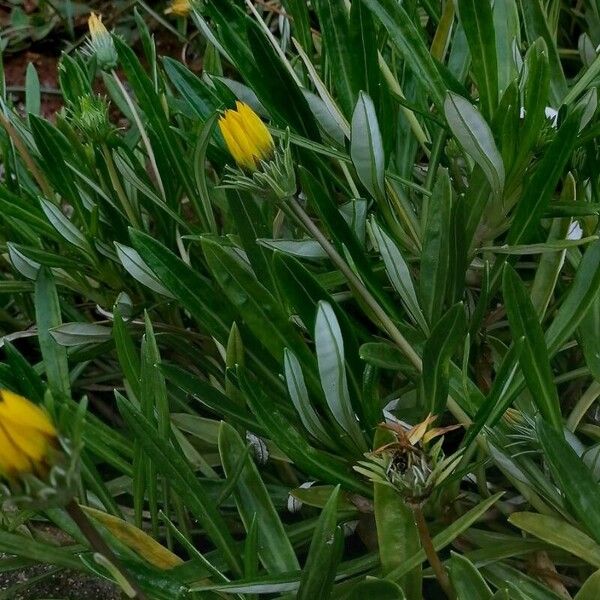 Gazania rigens Хабит