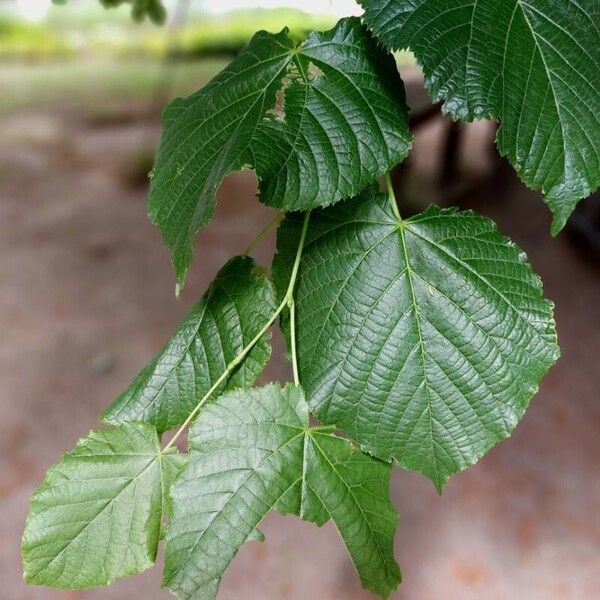 Tilia platyphyllos Листок